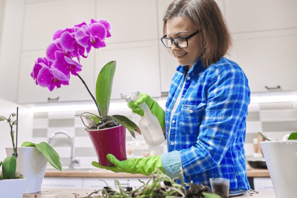 Orquídeas Raras Cultivadas em Apartamentos