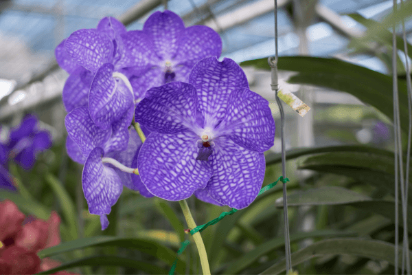 A Beleza das Orquídeas Vanda Coerulea Valorizando o Ambiente Interno da sua Casa