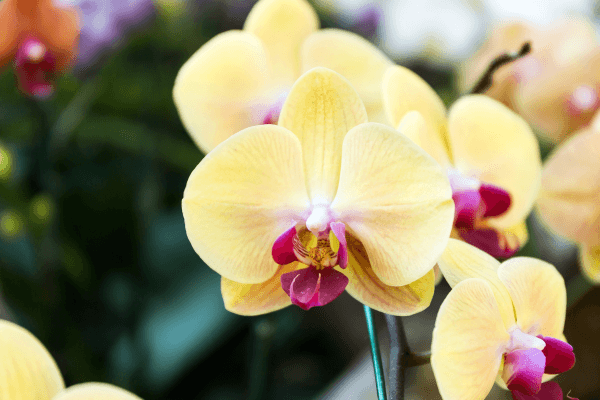 Orquídeas Raras e Mindset de Abundância: Com Atitudes de Gratidão e Apreciando a Beleza da Vida Cotidiana