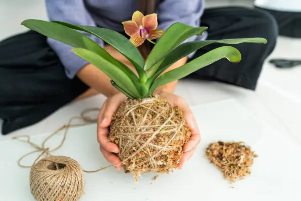 A Arte da Paciência: Aprendizados da Natureza através do Cultivo de Orquídeas Raras