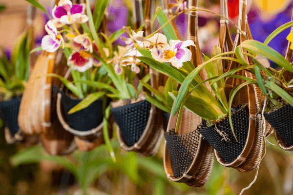 Orquídeas Raras em Casa: Como Cultivar Essas Belezas em Ambientes Internos