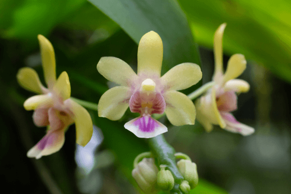 Flores para o Coração e a Mente: Orquídeas Raras e o Impacto Positivo nas Relações Interpessoais